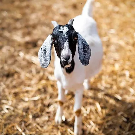 Hotel Doslonce Wellnes & Farm