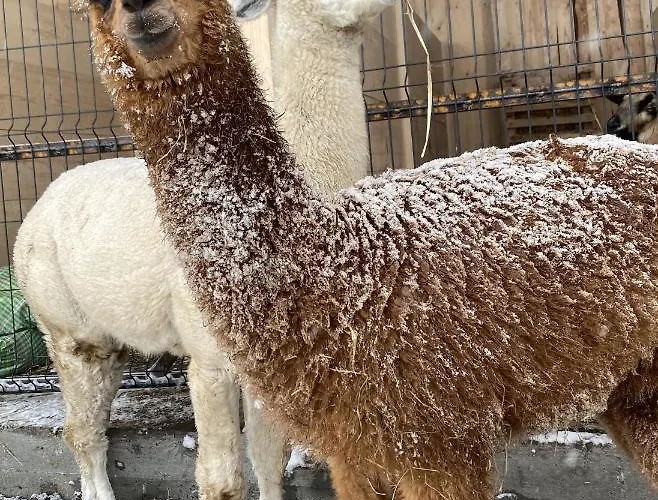 Doslonce Wellnes & Farm 4* Raclawice